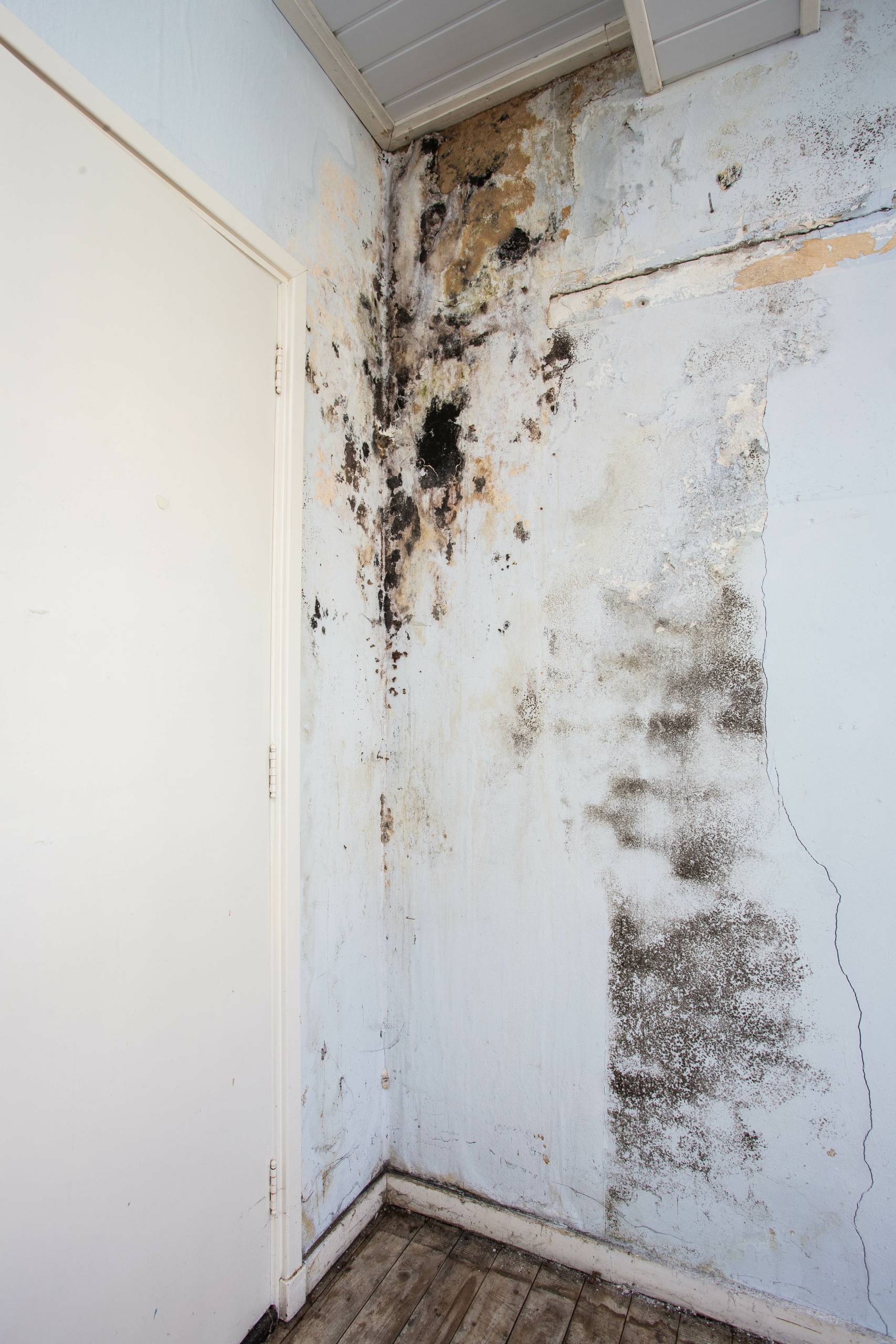 Water damage causing mold growth on the interior walls of a property dirty