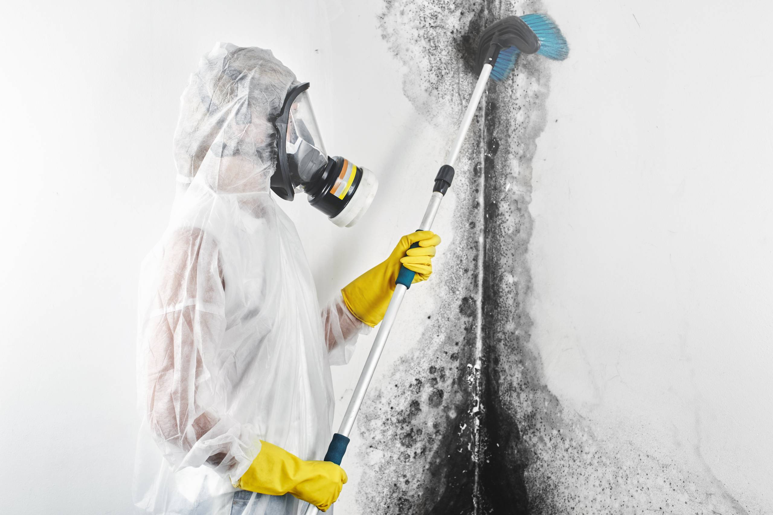 A professional disinfector in overalls processes the walls from mold with a brush. Removal of black fungus in the apartment and house. Aspergillus.