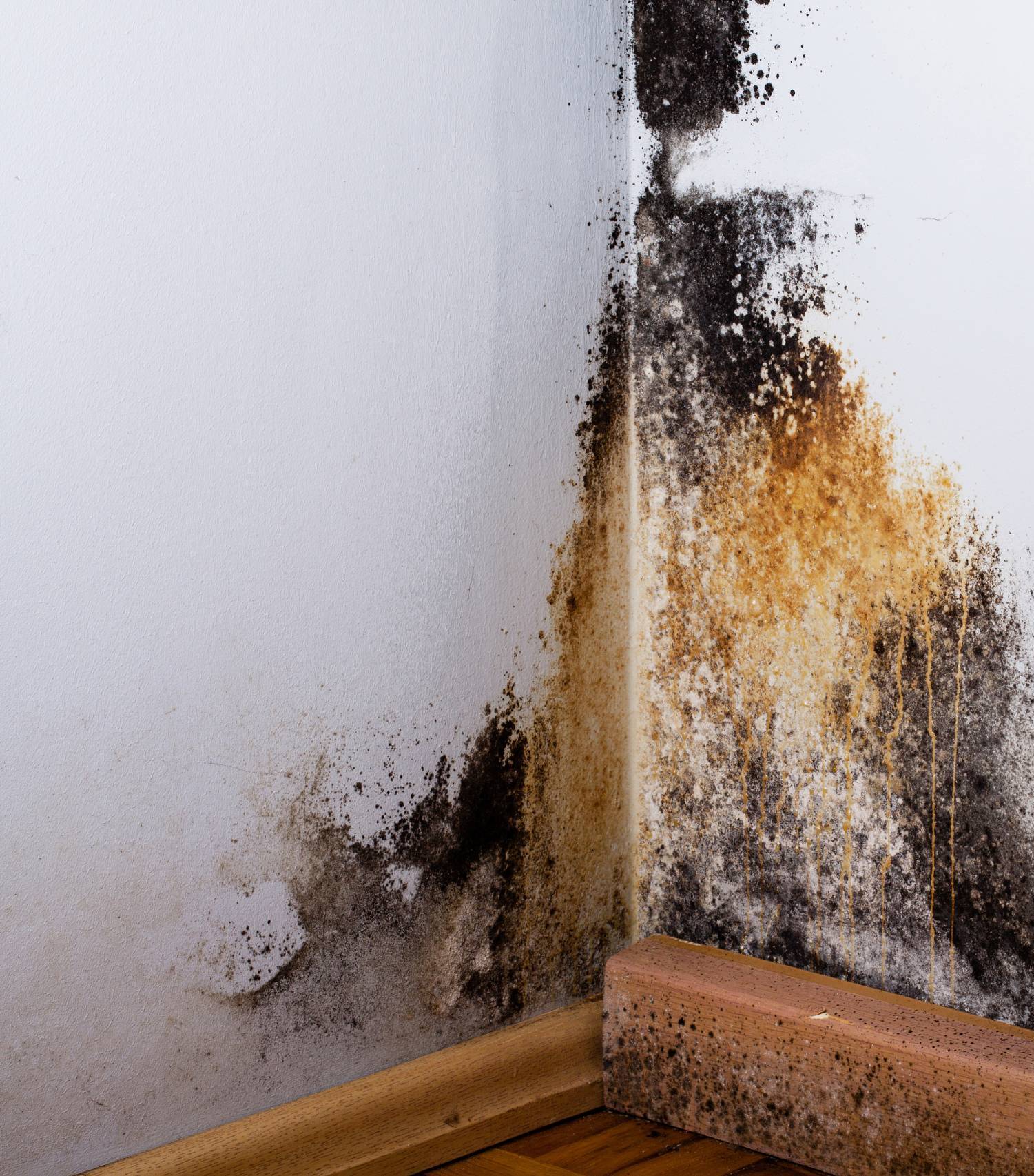 Black mold in the corner of room wall. Preparation for mold removal.